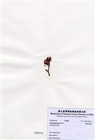 藏品(長柄雀冠藻)的圖片